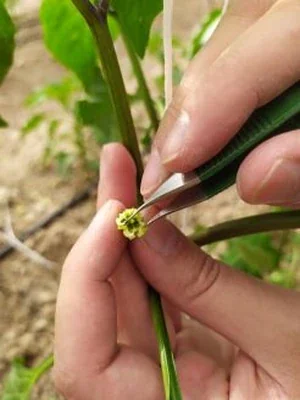 Pollination
