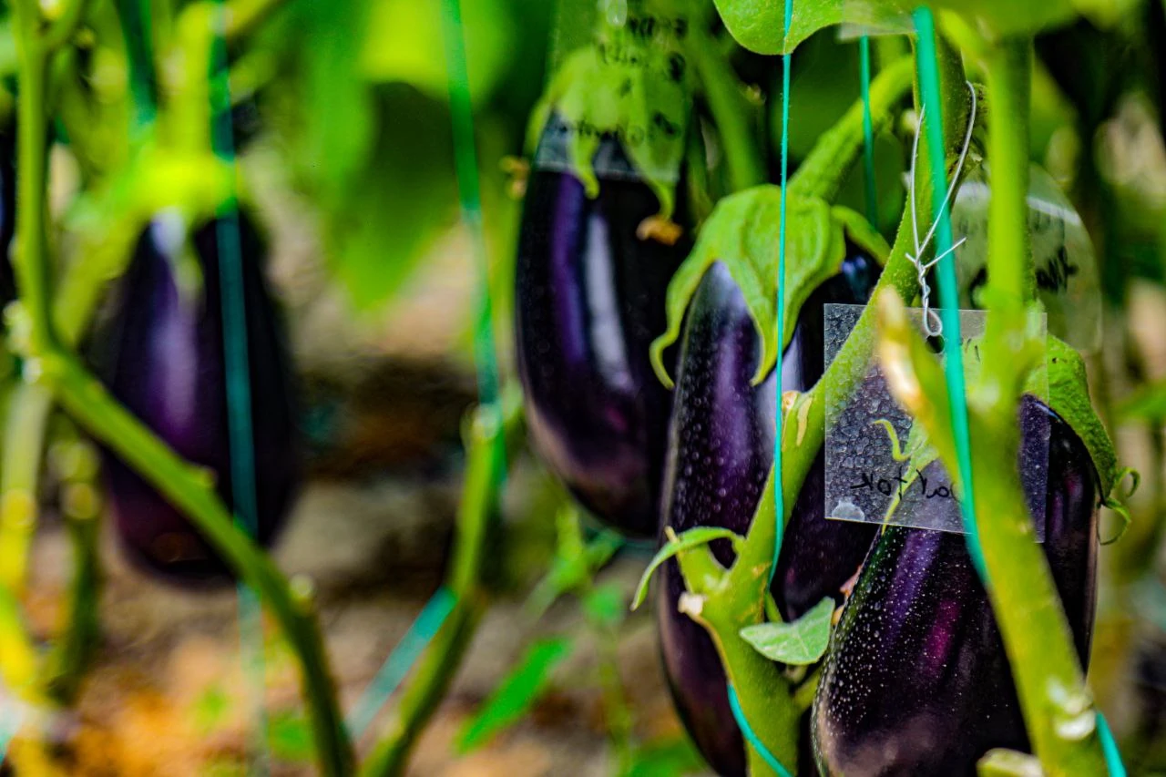 گوجه‌فرنگی فضای باز